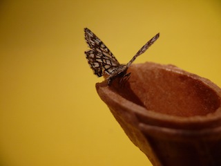 pali farfalla